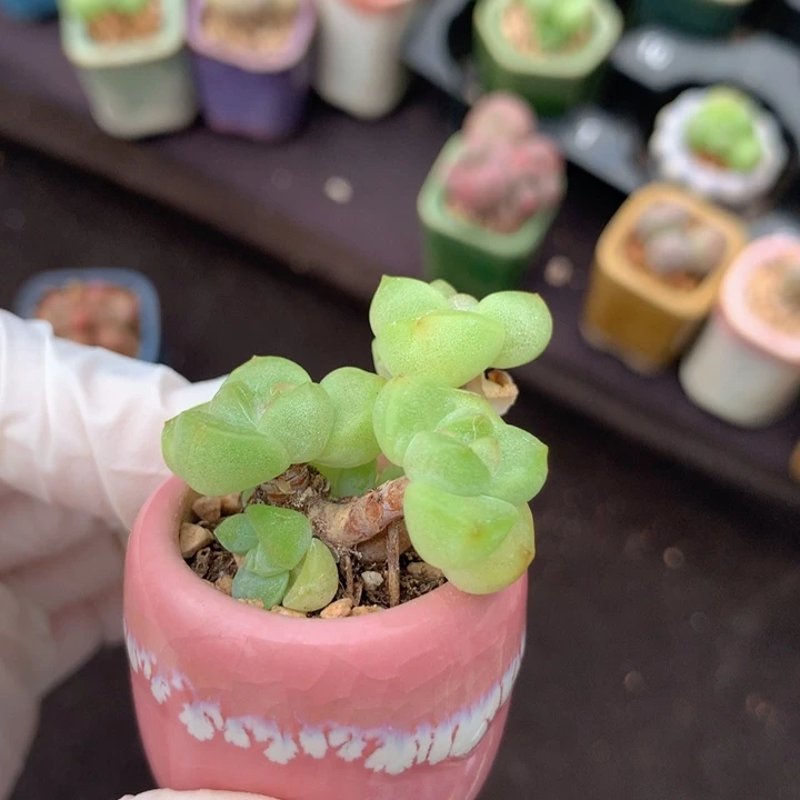 小脸冰玉 5头+小脑袋 木质