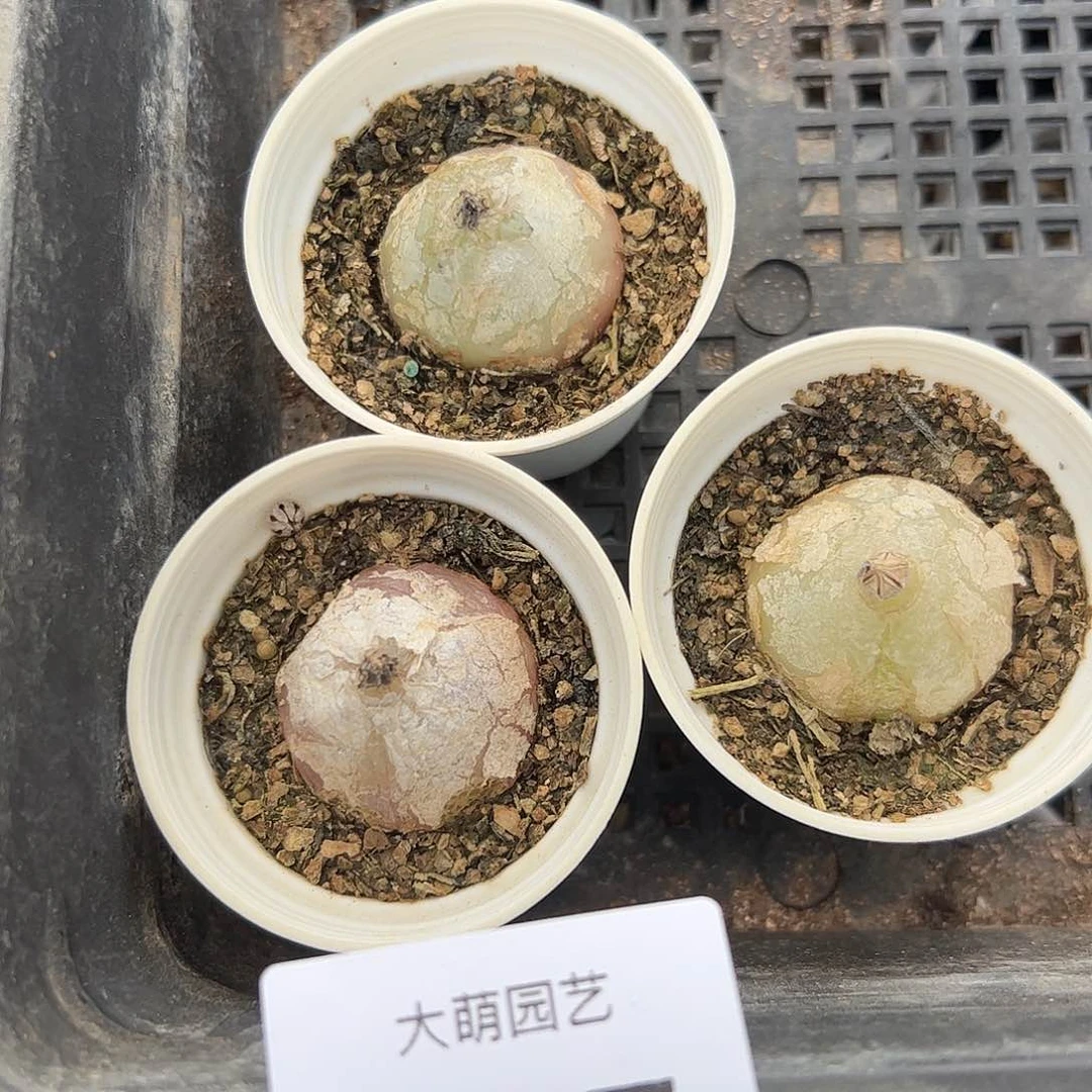 0000477量拍以下1颗母本大灯泡带盆土发