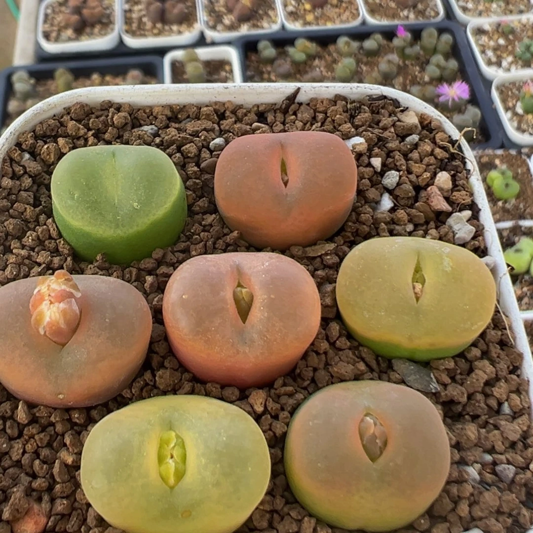 69多肉植物百科植物