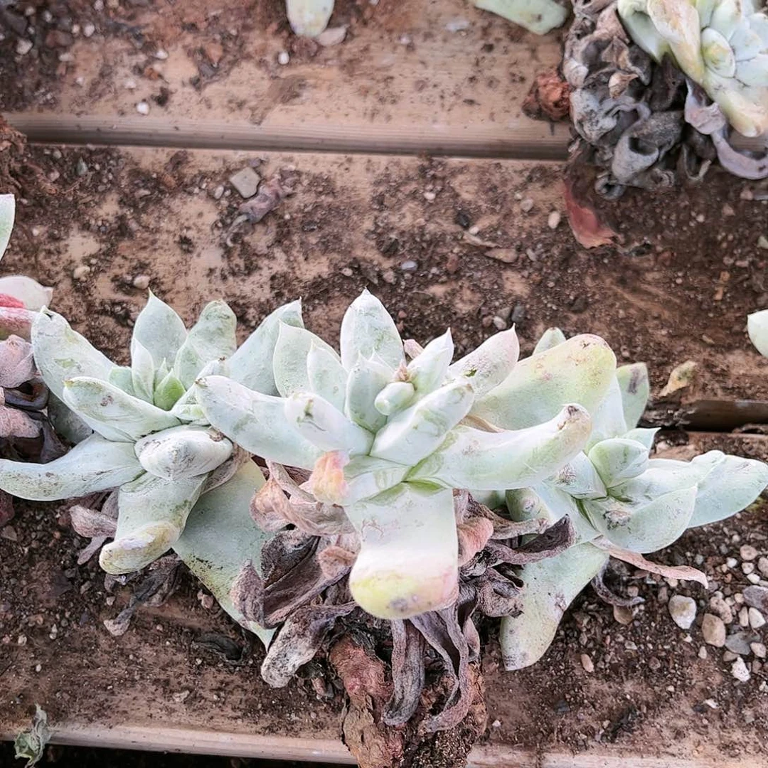 拇指2号仙女杯多肉