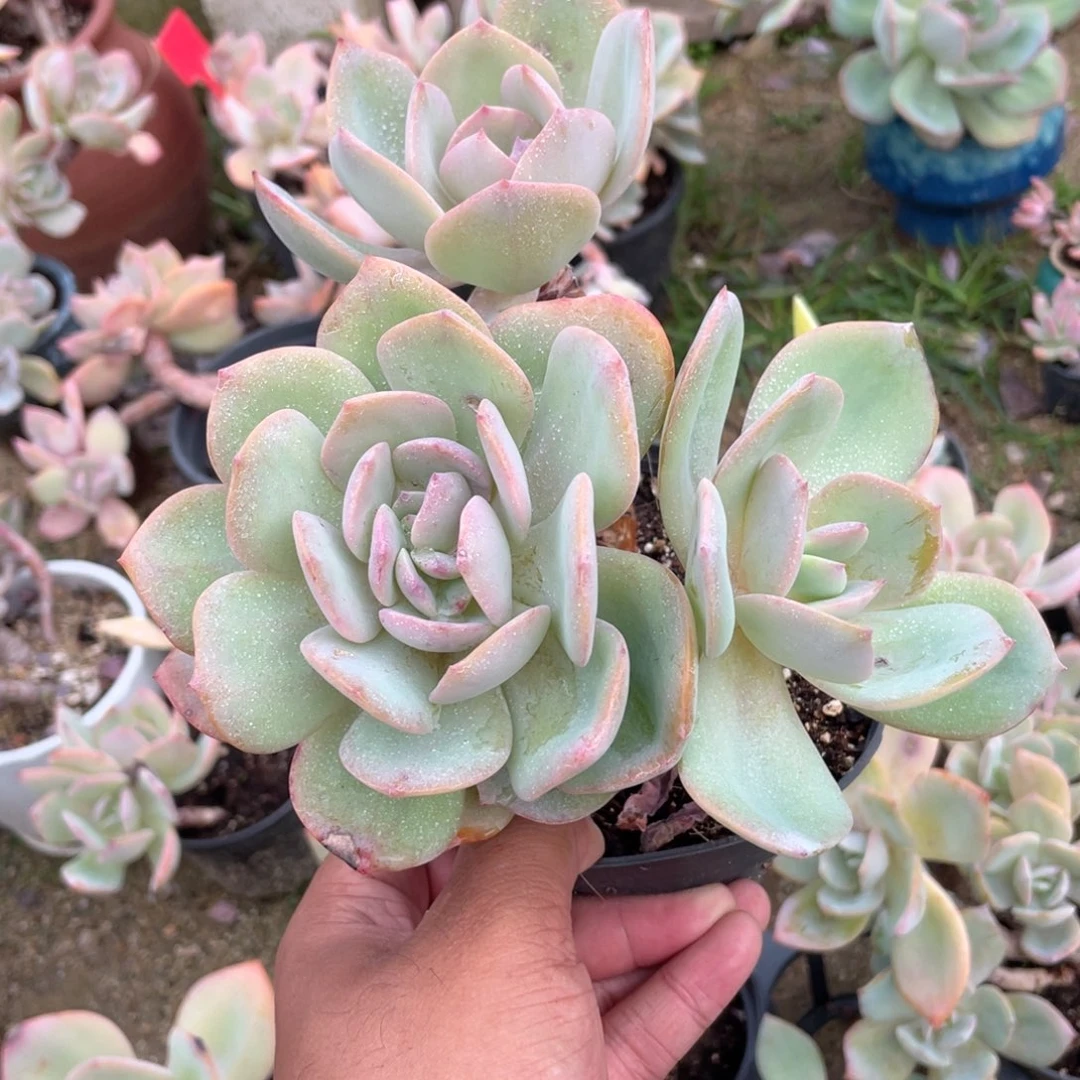 2850  白凤  六月六