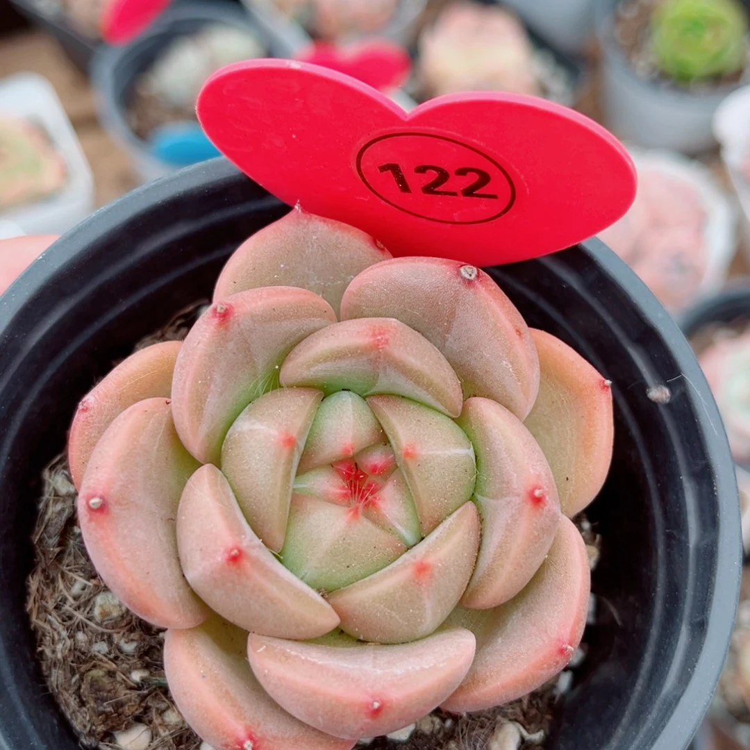 风靡园艺新品珍妮单头