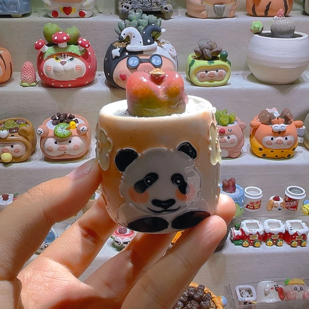 023高端多肉带盆土一套45