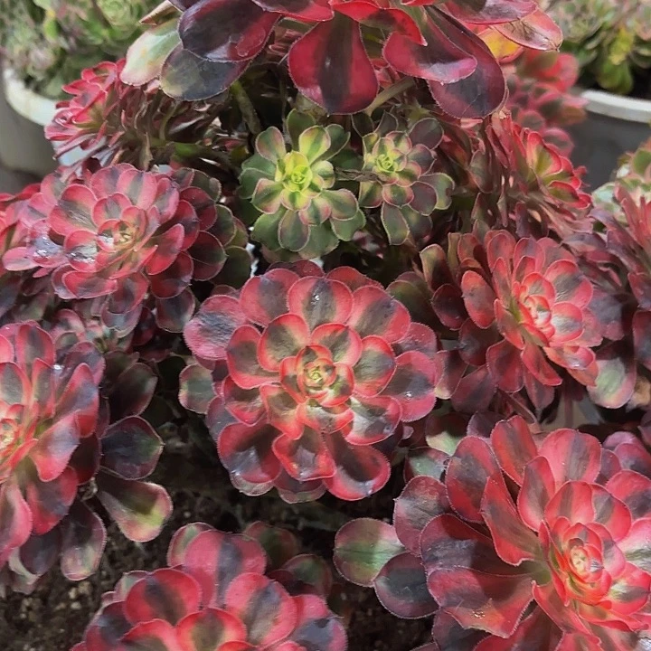 有***情哈哈多肉葡萄福利5307个