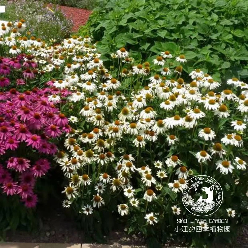 新品松果菊 多色可选 耐寒耐热 多年生宿根草本植物 花园阳台盆栽