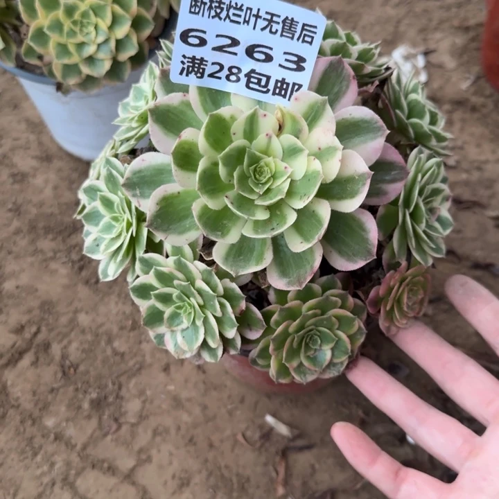 6263二号棚海王多肉A