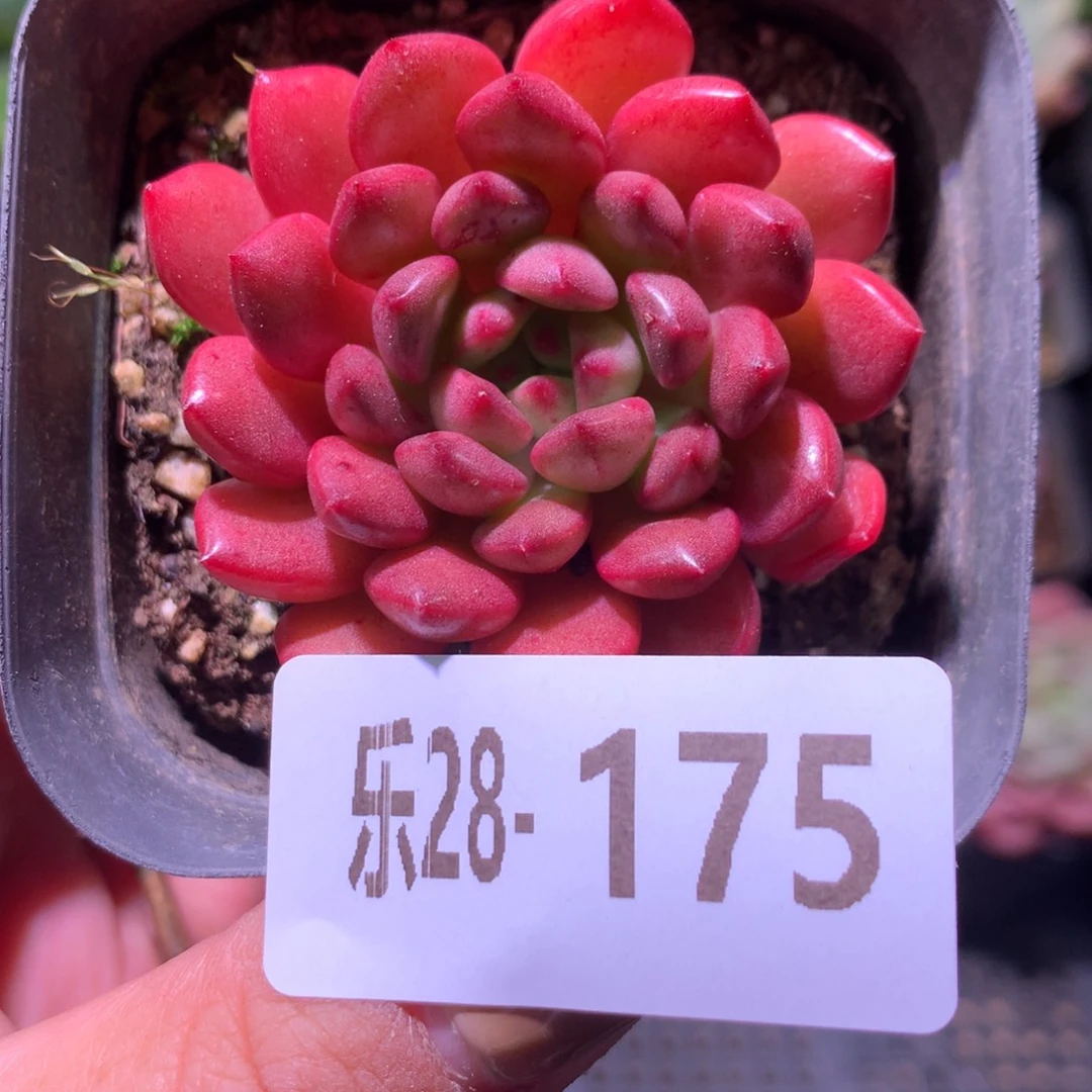 乐然28-175 红宝石