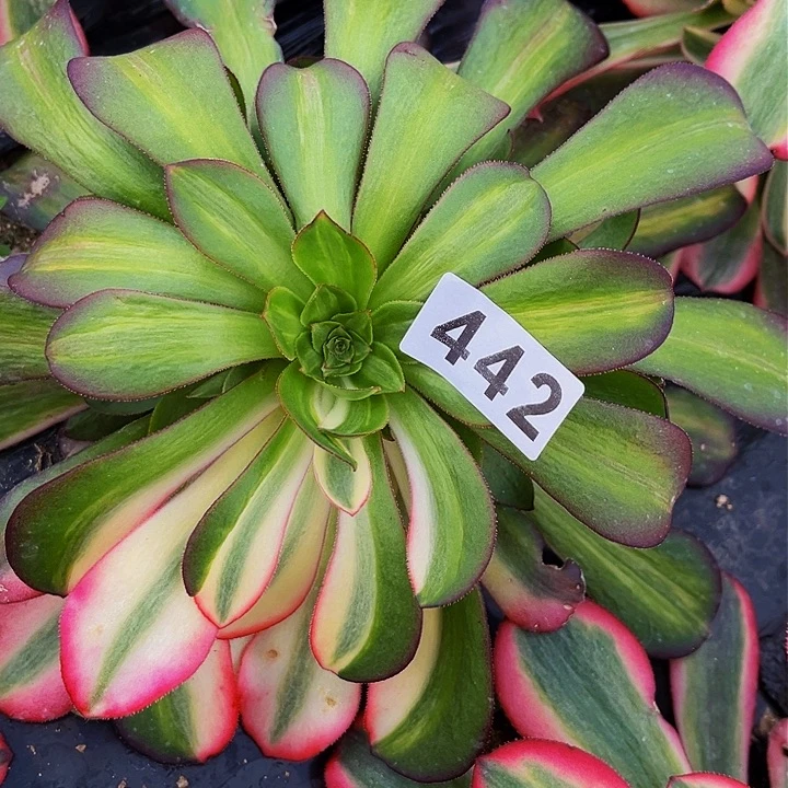 442美杜莎多肉植物处理不售后七彩阴阳