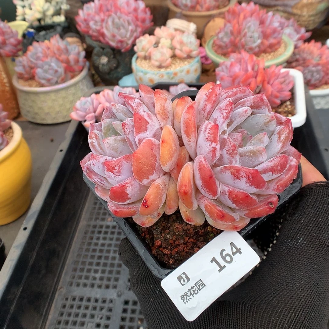 164雪天使多肉植物6666