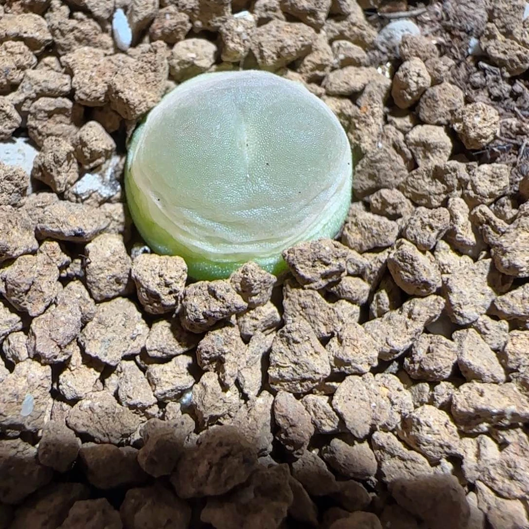 肉锥多肉植物百科-日式拉登78
