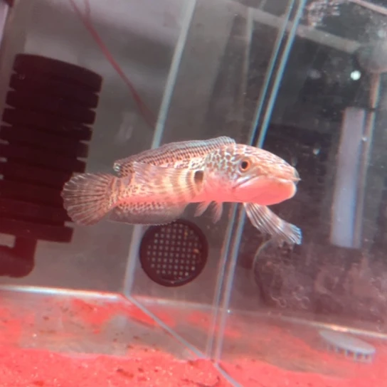 斗鱼14-15cm上方有小孔眼睛蛇雷龙