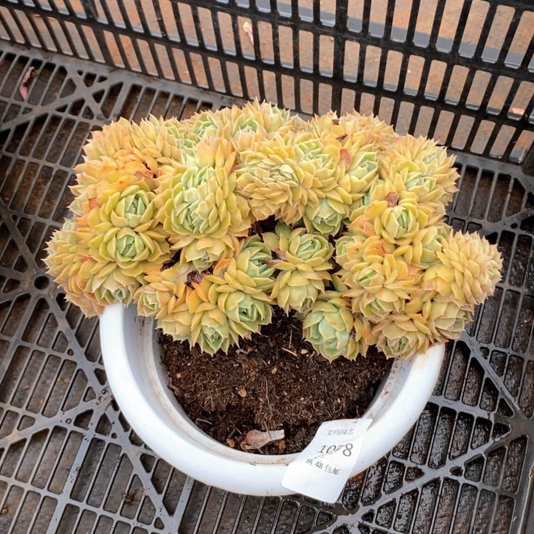 贝*昂斯洛多肉多肉078