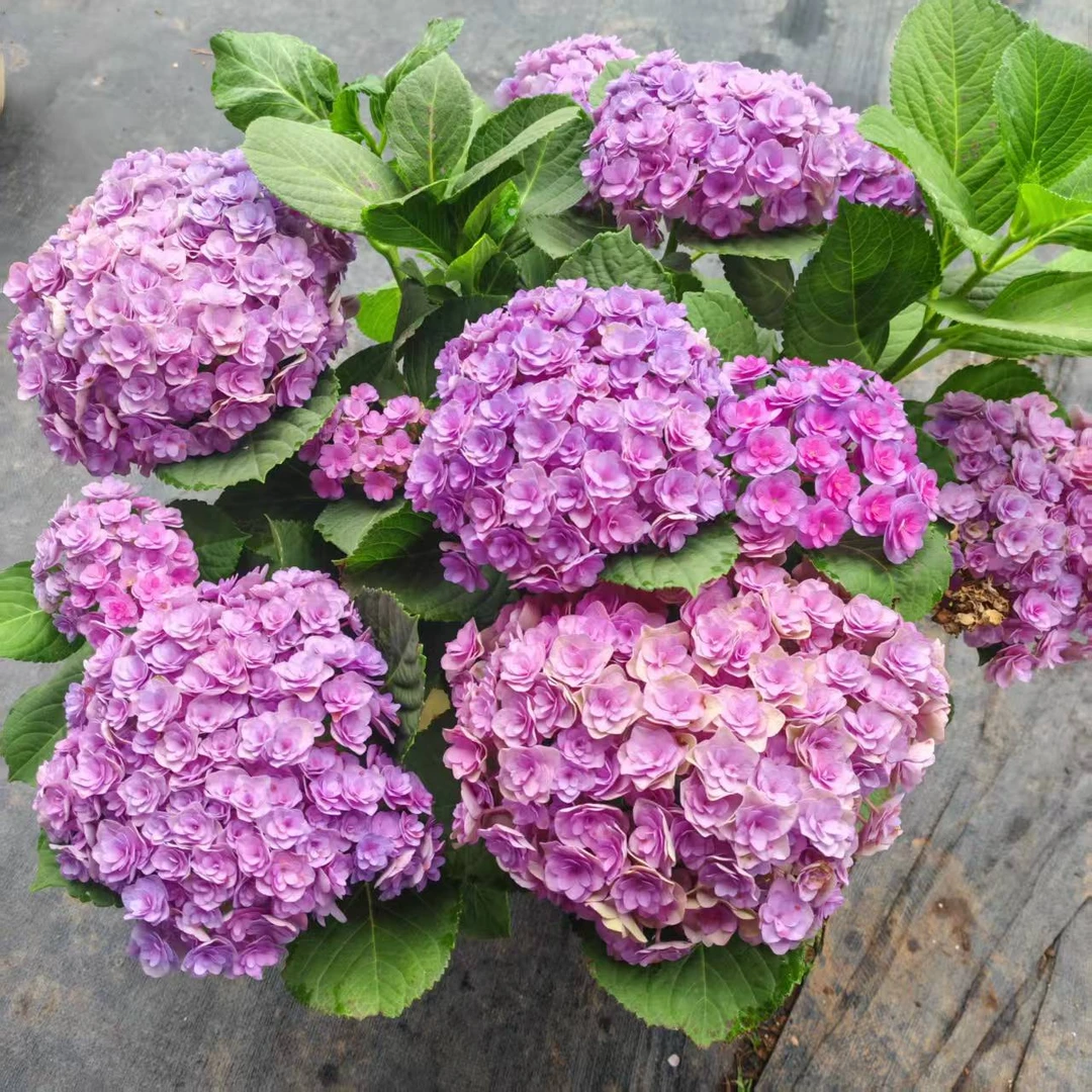 佛罗伦蒂娜粉色重瓣绣球花带花苞多大花型多季节开花5加仑