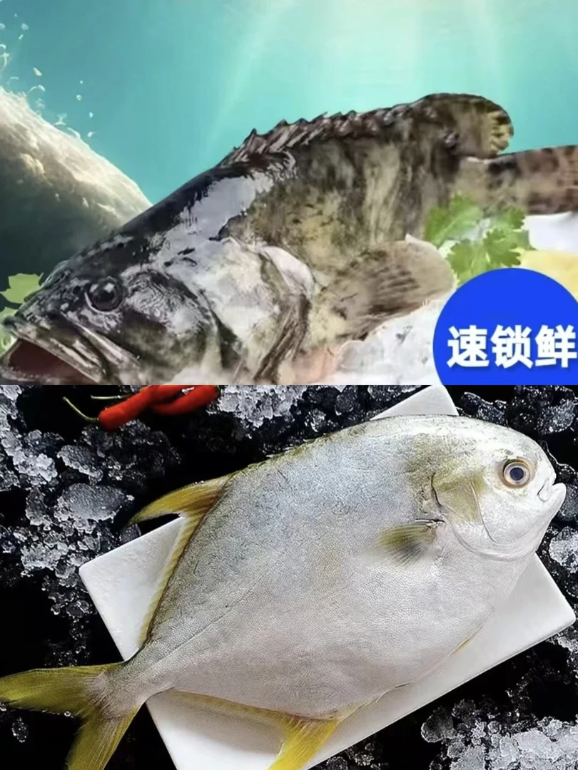 「1组合套餐」4条金鲳鱼+2条石斑鱼 鲜活速冻发货 顺丰包邮