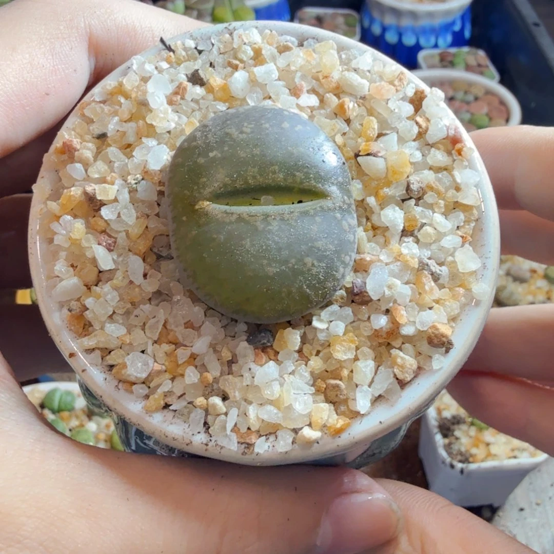 甜***药多肉植物的生长发育和651