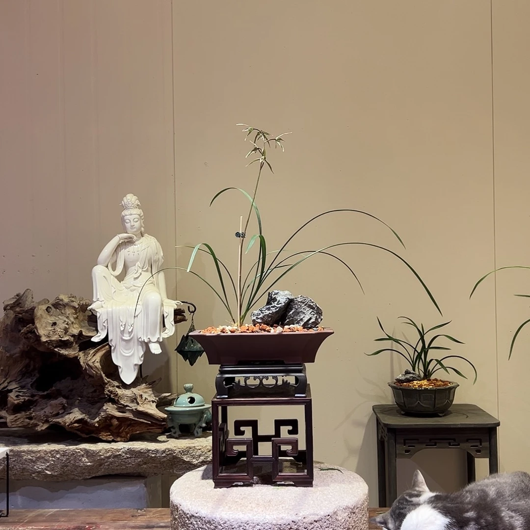 大部分花苞少量开放细叶寒兰