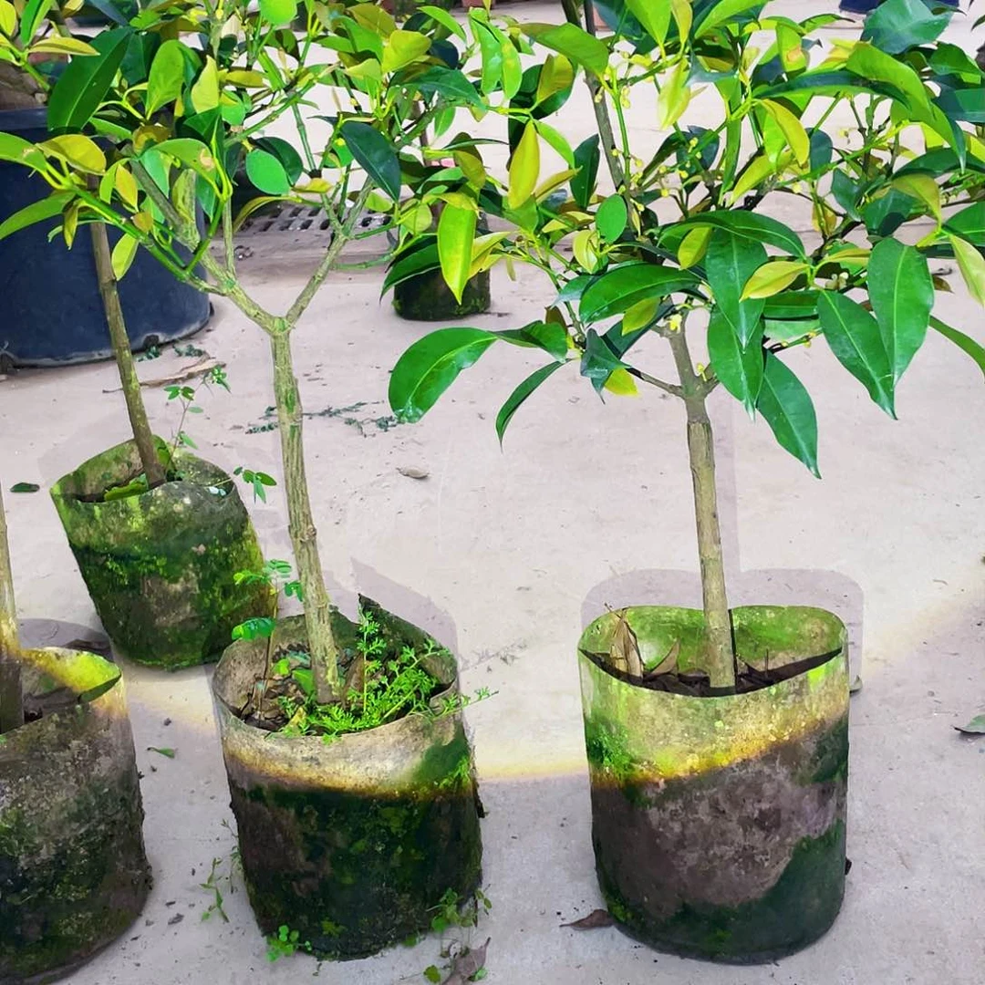 完全开放龙*g m 888888888