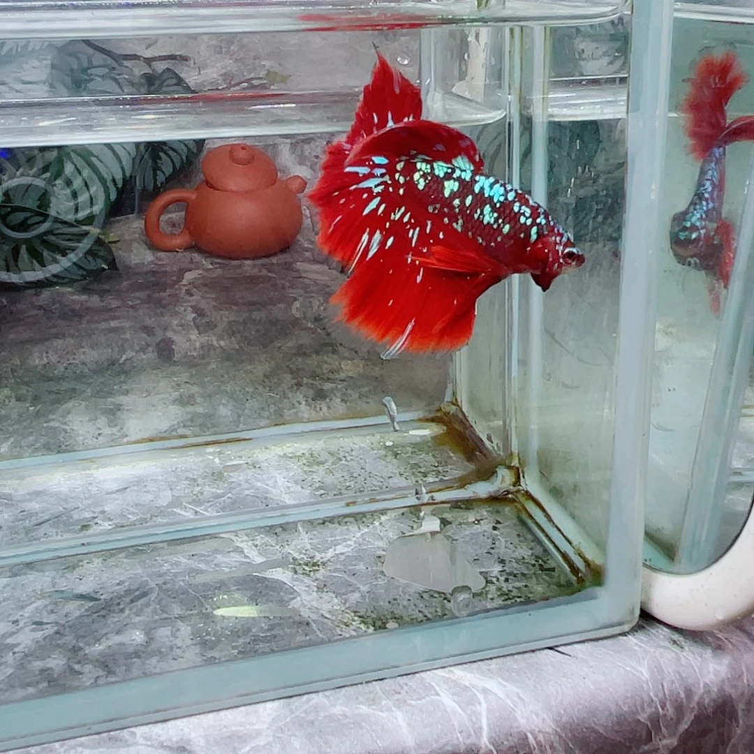 海水彩金啊啊啊啊啊啊