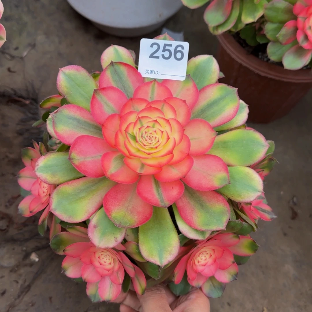 荔枝256