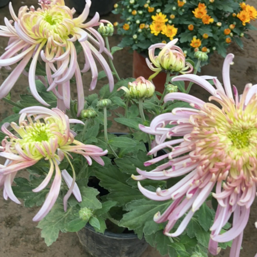 明玉彩妆  菊花盆栽带花苞多年生耐热耐爆花阳台庭院种植