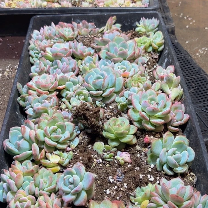 039多肉的小龙虾和一脱土发货