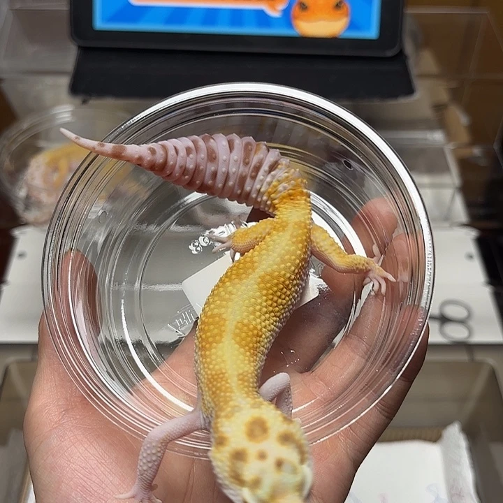 豹纹守宫白黄贝尔成体母