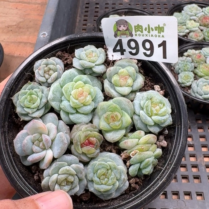 多肉植物多肉植物