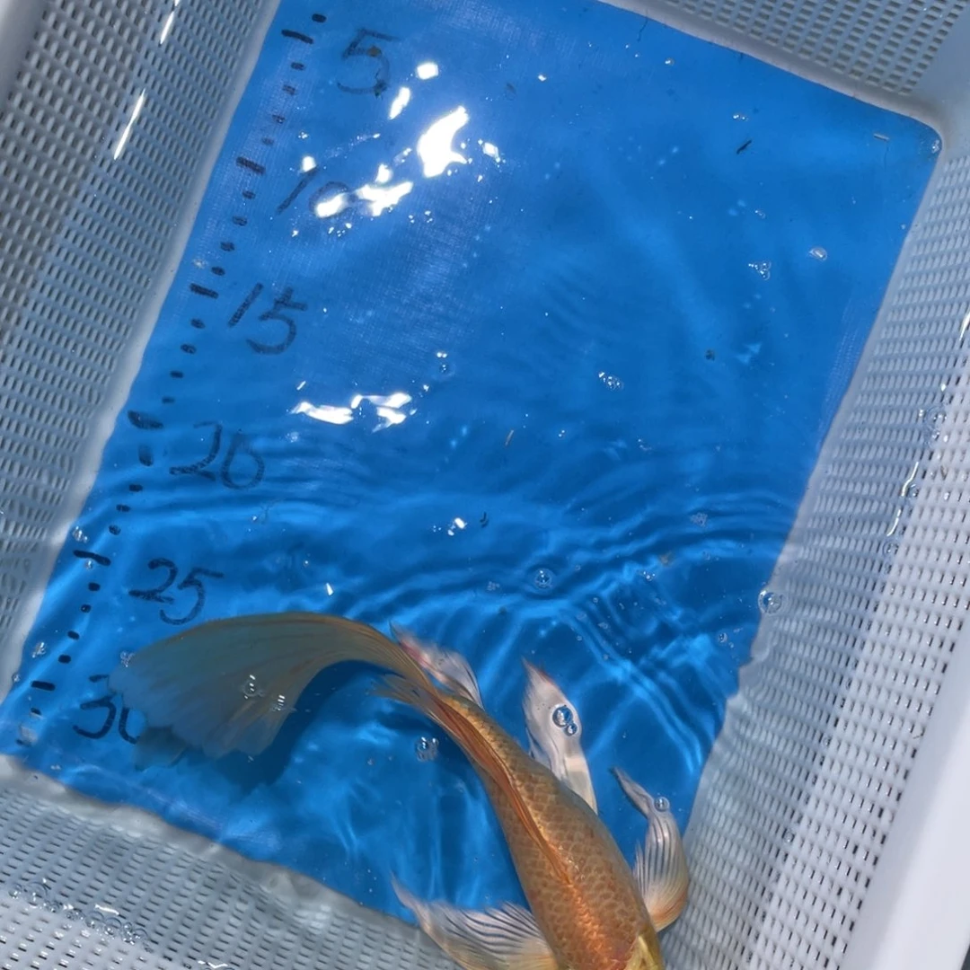 锦鲤锦鲤包邮包售后