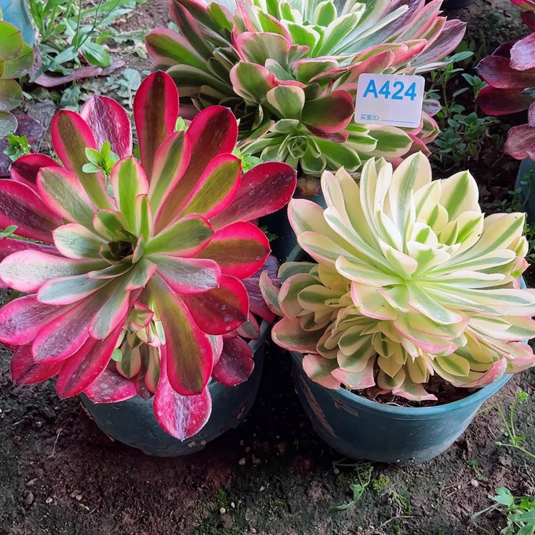 多肉植物组合424