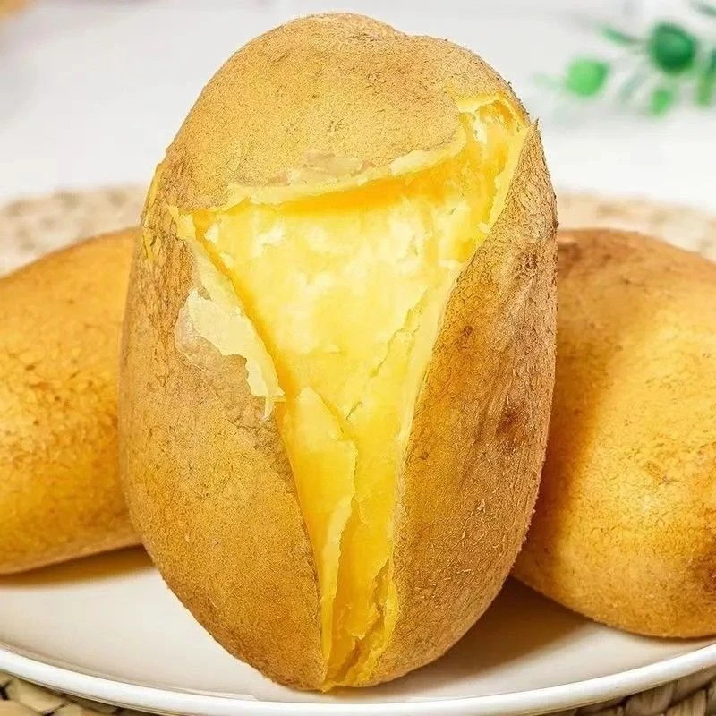 贵州高山现挖新鲜黄皮黄心土豆软糯沙面当季蔬菜绿色蔬菜