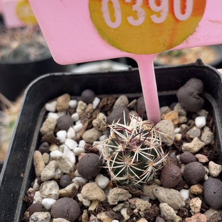 实生达氏青花虾0390