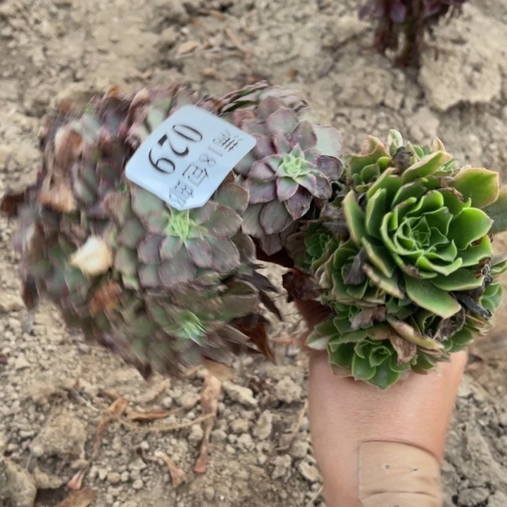 029水晶莲花➕新尼亚4