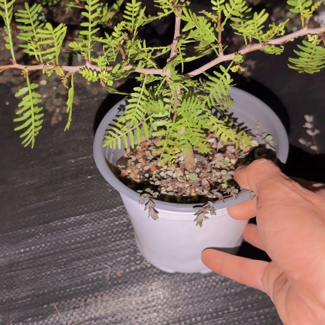 米***儿块根植物块根植物