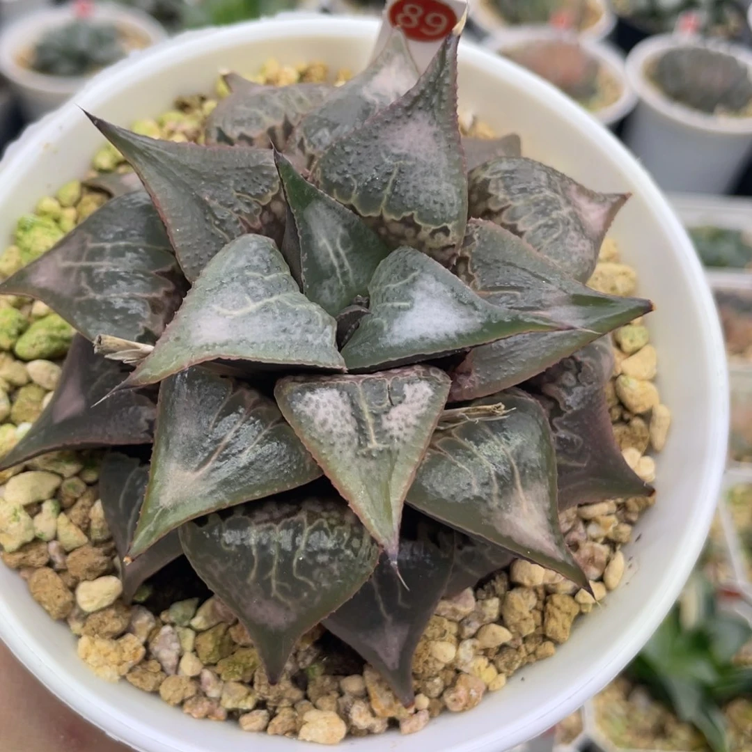 小蔡的菜园 89 酒吞