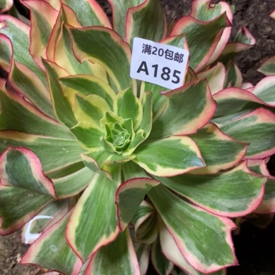 腊****园魅影185多肉植物