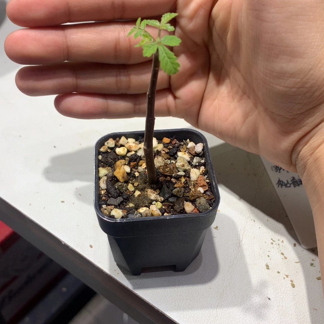 敌***？秘鲁圣木扦插带盆