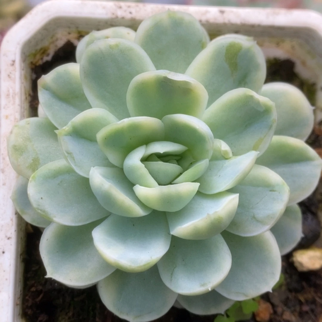 420贝瑞锦锦锦锦锦