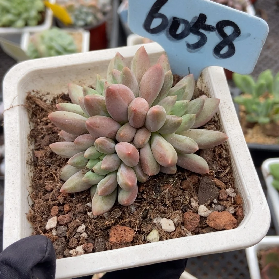 6058水晶球多肉植物