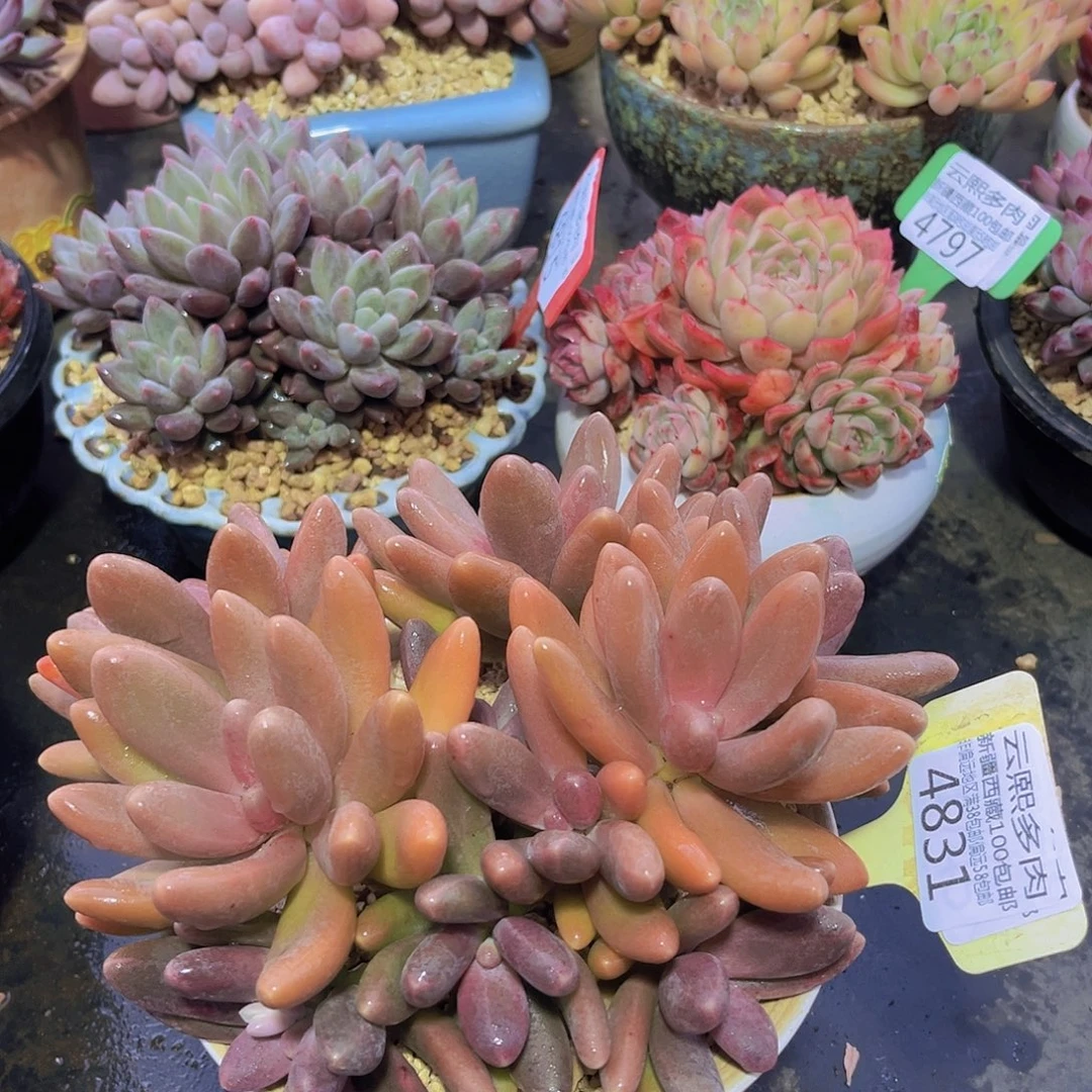 4831糖果美人多肉植物
