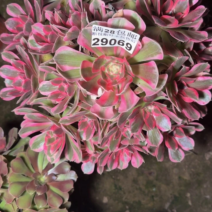 29069南女郎多肉植物