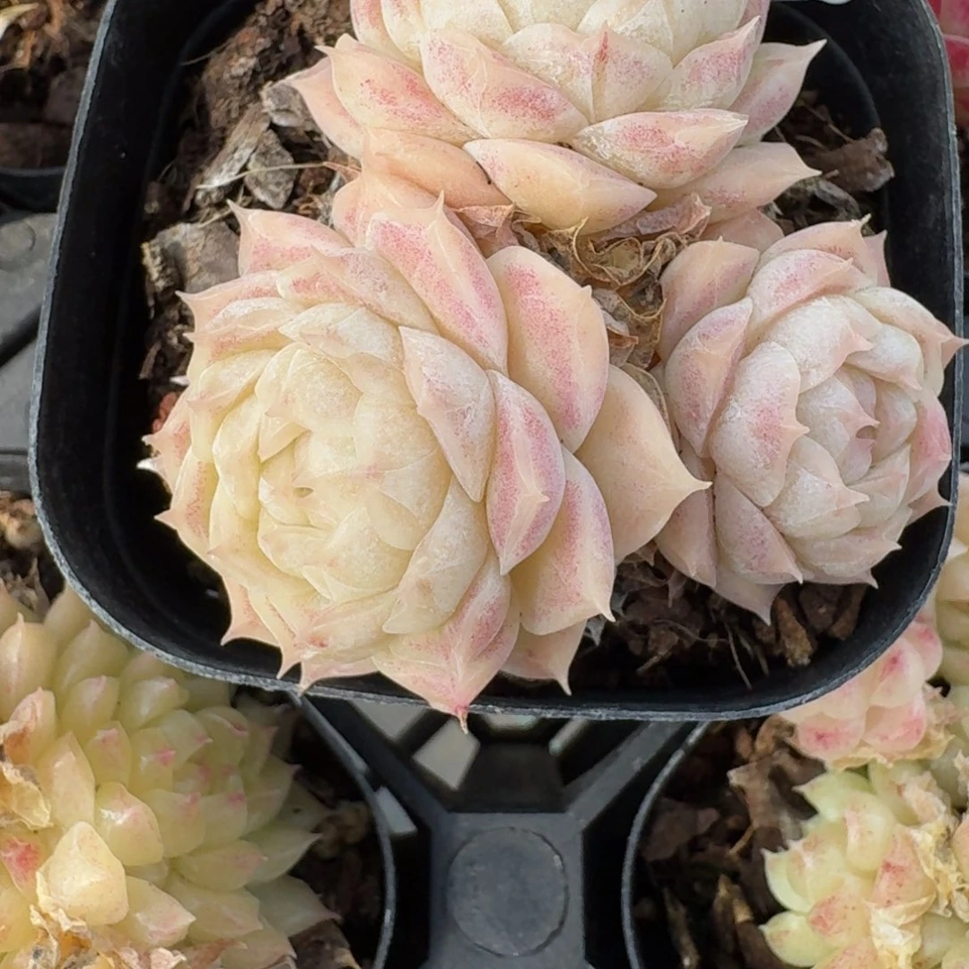 红陶0208-18-麦秆