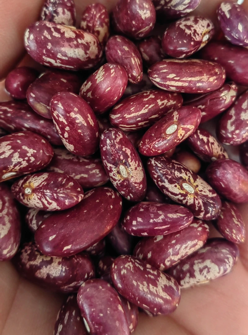 红花豆  当季新豆 颗粒饱满 颗粒较大 皮薄出馅率高 味道浓郁