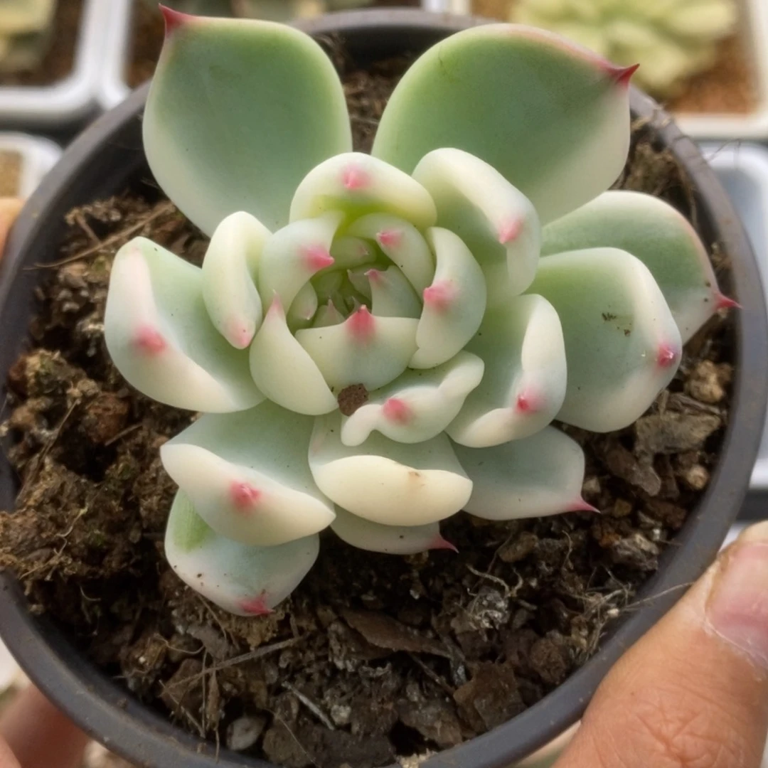 676锦锦锦锦锦锦锦