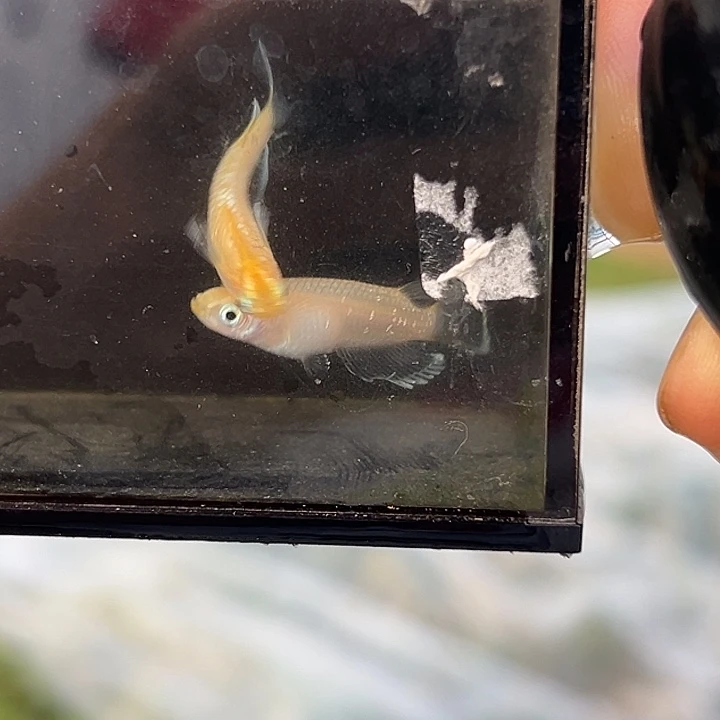 海水鱼酥油灯一组