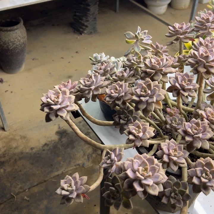 `***j完全开放阿伦陪多肉植物036