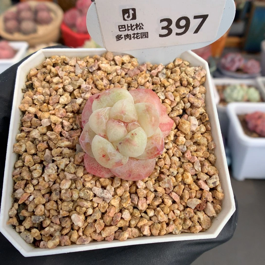 397 粉透冰玉石化多肉