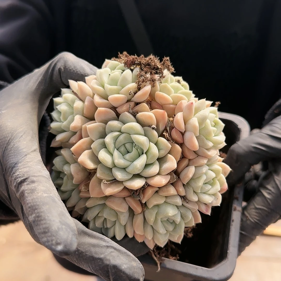 粉冰玉群19.9         肉