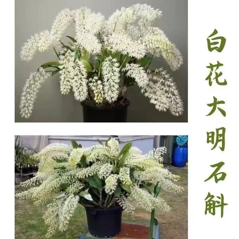 白花大明石斛 无售后 处理苗