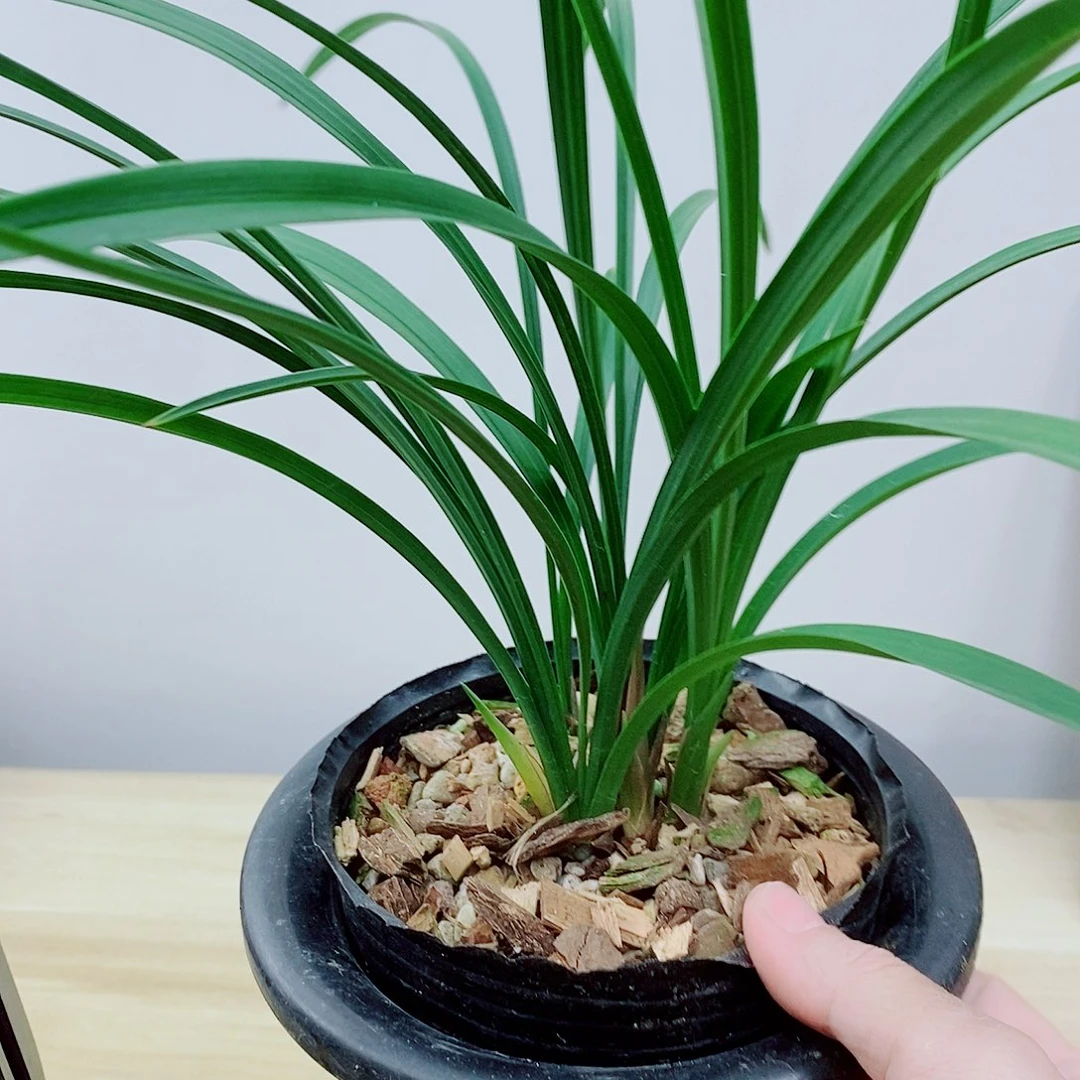 当前无花栽培后可以开花花