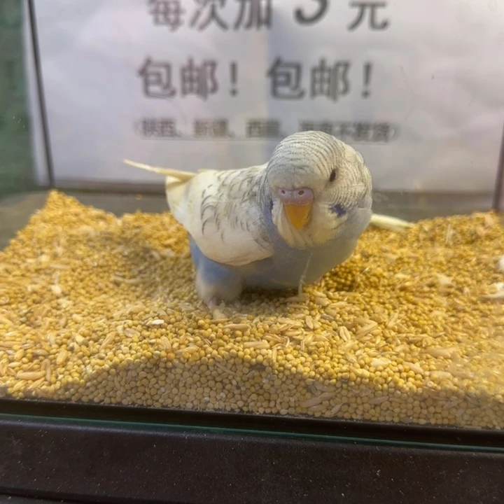 虎皮鹦鹉大头虎皮鹦鹉